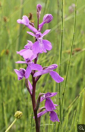 Orchis palustris, Southern Bavaria.