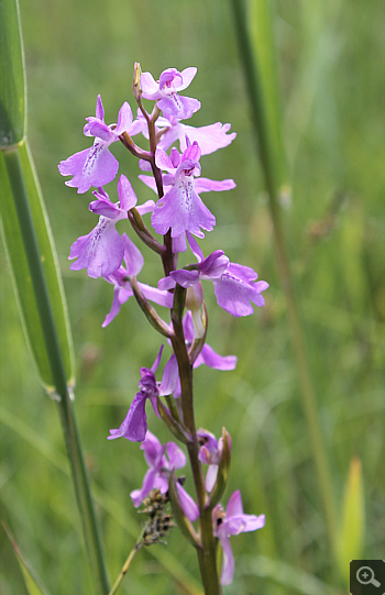 Orchis palustris, Southern Bavaria.