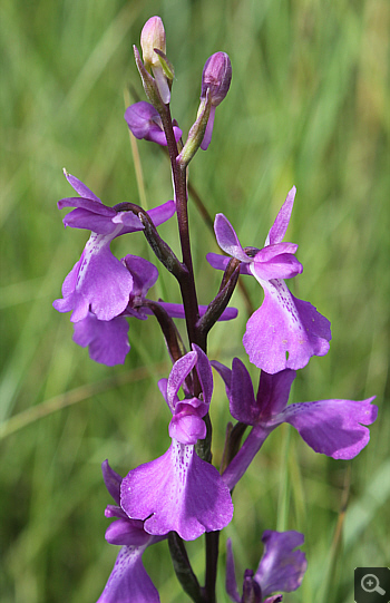 Orchis palustris, Südbayern.