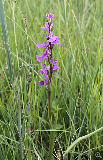 Orchis palustris, Südbayern.