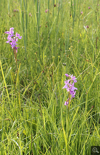 Orchis palustris, Southern Bavaria.