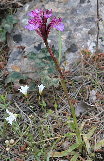 Orchis papilionacea ssp. heroica, Agia Marina.