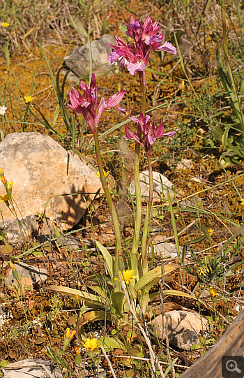 Orchis papilionacea ssp. heroica, Kato Souli.