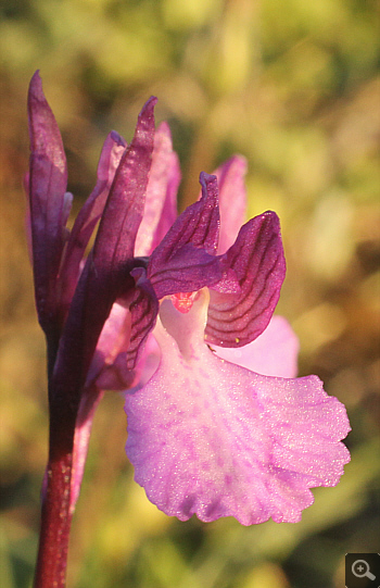 Orchis papilionacea ssp. heroica, Voutsaras.