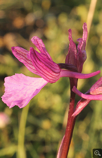 Orchis papilionacea ssp. heroica, Voutsaras.