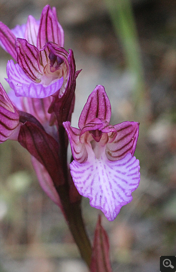 Orchis papilionacea ssp. heroica, Agia Marina.