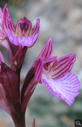 Orchis papilionacea ssp. heroica, Agia Marina.