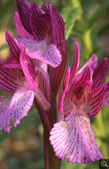 Orchis papilionacea ssp. heroica, Kato Souli.