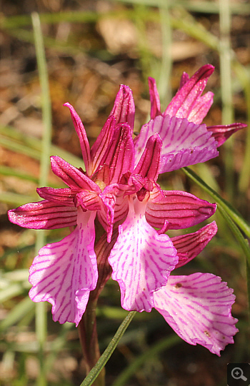 Orchis papilionacea ssp. heroica, Agia Marina.