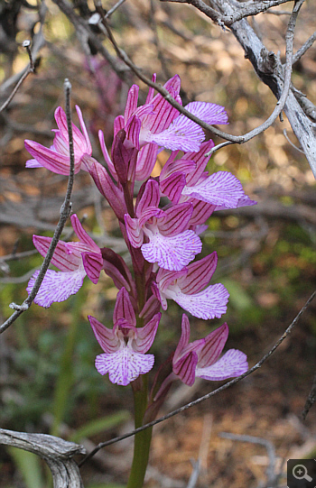 Orchis papilionacea ssp. heroica, Kato Souli.