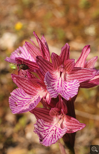Orchis papilionacea ssp. heroica, Kato Souli.