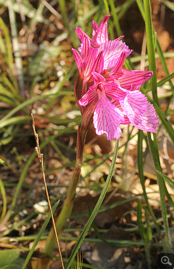 Orchis papilionacea ssp. heroica, Agia Marina.