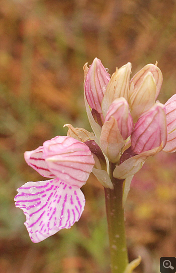 Orchis papilionacea ssp. messenica, Lambokambos.