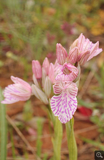 Orchis papilionacea ssp. messenica, Lambokambos.