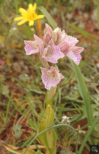Orchis papilionacea ssp. messenica, Lambokambos.