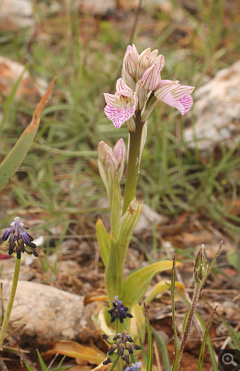 Orchis papilionacea ssp. messenica, Lambokambos.