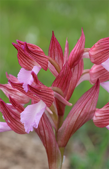 Orchis papilionacea ssp. papilionacea, Mattinata.