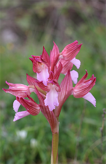 Orchis papilionacea ssp. papilionacea, Mattinata.