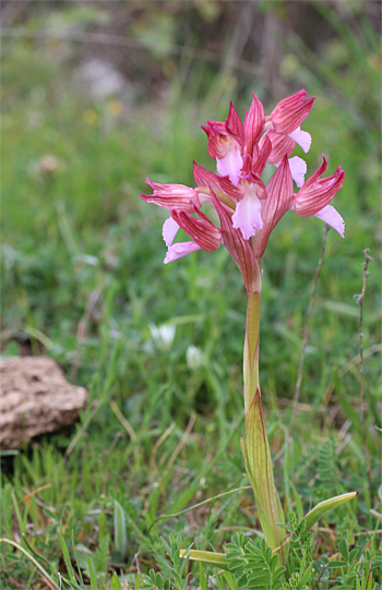 Orchis papilionacea ssp. papilionacea, Mattinata.