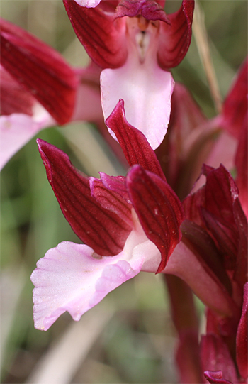 Orchis papilionacea ssp. papilionacea, Mattinata.