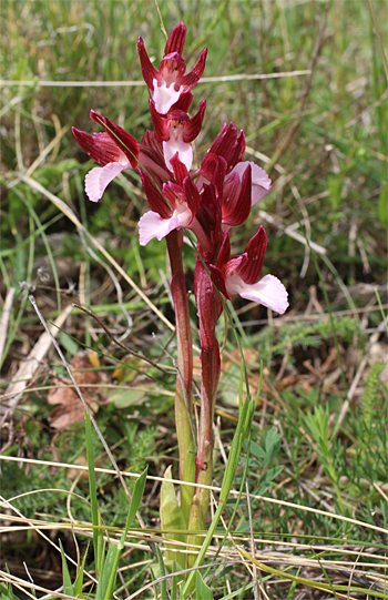 Orchis papilionacea ssp. papilionacea, Mattinata.