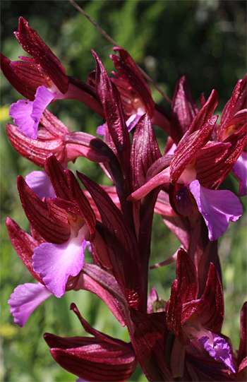 Orchis papilionacea ssp. papilionacea, Monte Sacro.