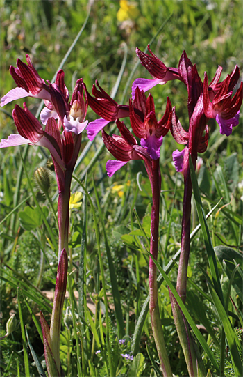 Orchis papilionacea ssp. papilionacea, Monte Sacro.