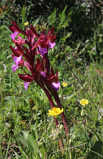 Orchis papilionacea ssp. papilionacea, Monte Sacro.