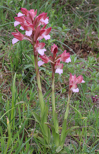 Orchis papilionacea ssp. papilionacea, San Giovanni Rotondo.