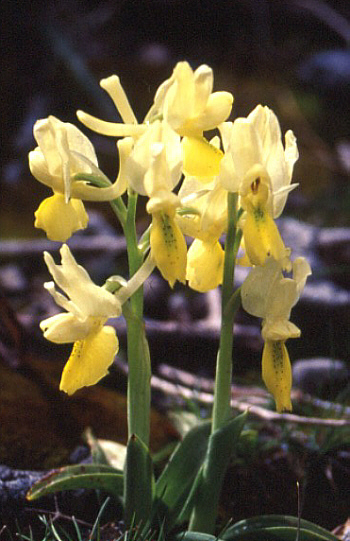 Orchis pauciflora, Thripti.