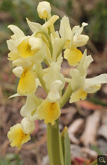 Orchis pauciflora, Kosmas.