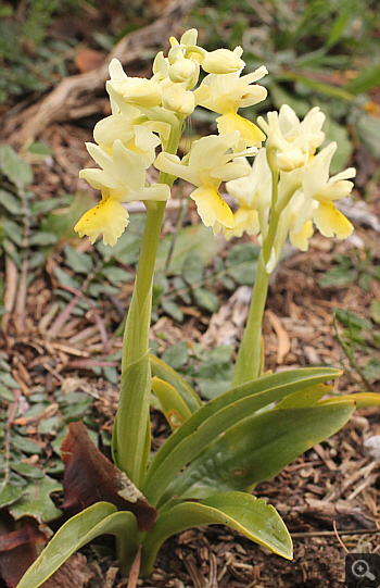 Orchis pauciflora, Kosmas.