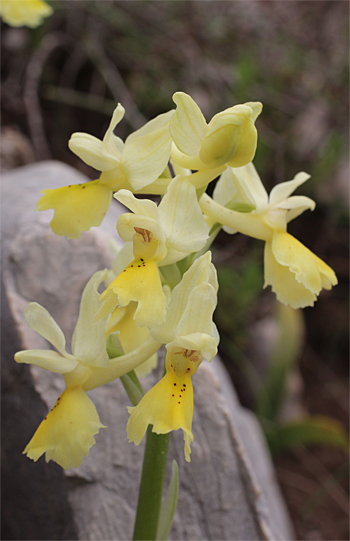 Orchis pauciflora, Coppa di Mezzo.