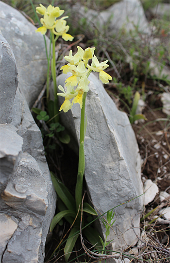 Orchis pauciflora, Coppa di Mezzo.