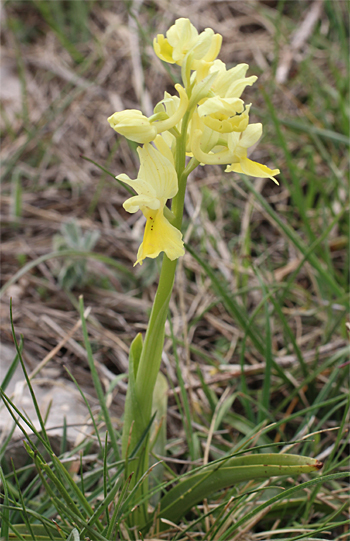 Orchis pauciflora, Coppa di Mezzo.