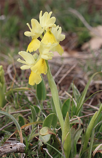 Orchis pauciflora, Coppa di Mezzo.