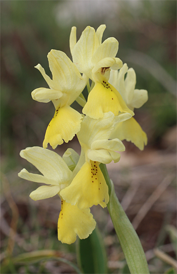 Orchis pauciflora, Coppa di Mezzo.