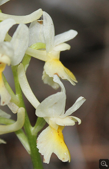 Orchis pauciflora, Rionero Sannitico.