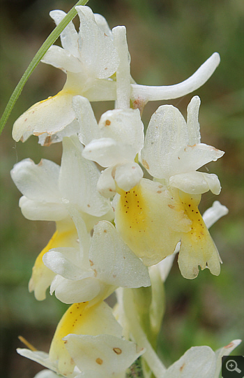 Orchis pauciflora, Pizzone.