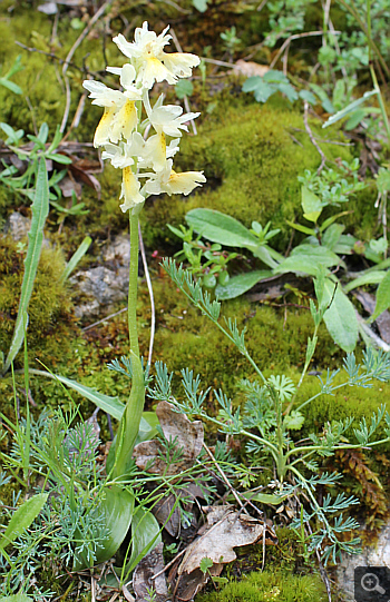 Orchis pauciflora, Pizzone.