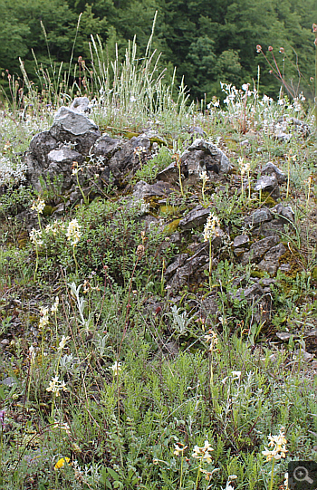 Orchis pauciflora, Pizzone.