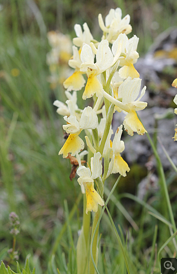 Orchis pauciflora, Forcella di Cervaro.