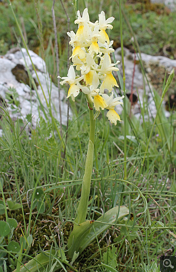 Orchis pauciflora, Forcella di Cervaro.