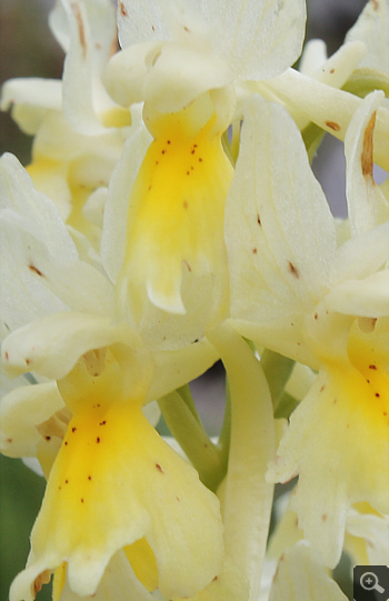 Orchis pauciflora, Forcella di Cervaro.