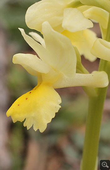 Orchis pauciflora, Kosmas.