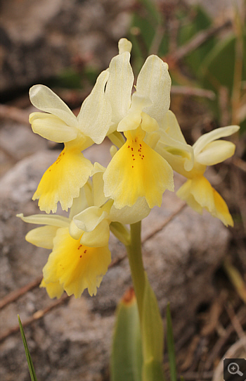 Orchis pauciflora, Kremasti.