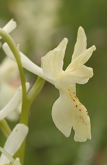 Orchis provincialis, Monte Arvigano.