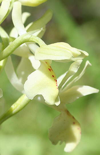 Orchis provincialis, Profitis Ilias.