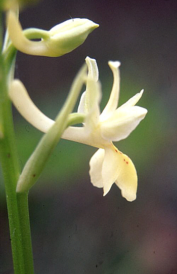 Orchis provincialis, Palermo.