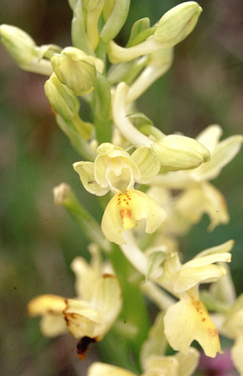 Orchis provincialis, Palermo.